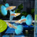 Blue Topaz Round Tail Guppy