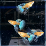 Blue Topaz Chinese Genes Guppy