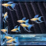 Blue Topaz Thick Ribbon Guppy