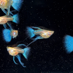 Blue Topaz Short Body (Limited Edition)