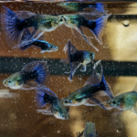 HB Blue/Black See-Through Guppy