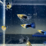 HB Blue Short RB Fin Guppy Pair