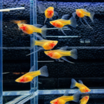 Albino Blue Topaz SPS See-Through RB Fin Guppy