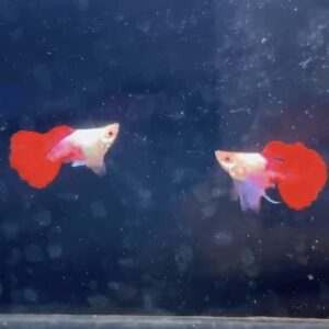Super short Albino Platinum Red Tail Dumbo Ears(Violet) Pair