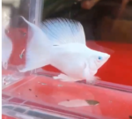 Platinum Diamond Eye Hi-Fin Lyretail Molly Pair (Pre order only)