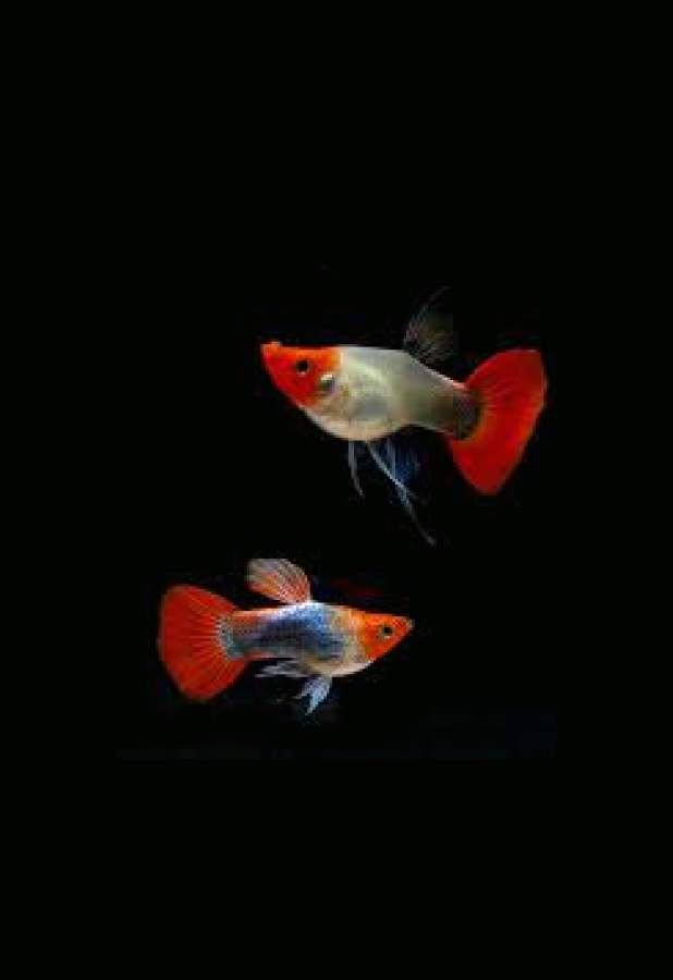 asdd.png Red Koi Balloon Guppy (Pair) - Image 1