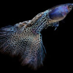 Blue Metal Grass Guppy Pair