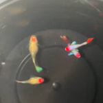 Santa Koi Shortbody Guppy Pair
