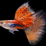 Red Grass Ribbon Guppy
