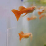 RREA Full Red Ribbon Pair