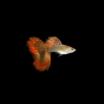 Red Lace Guppy (Pair)
