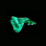 Green Emerald Moscow Dumbo (Pair)