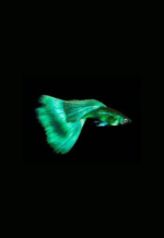 Green Emerald Moscow Dumbo (Pair)