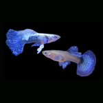 Blue Dragon Guppy (Pair)