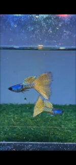 Metal Yellow Lace Guppy Pair