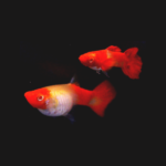 Red Koi Red Ear Genes Guppy (Pair)