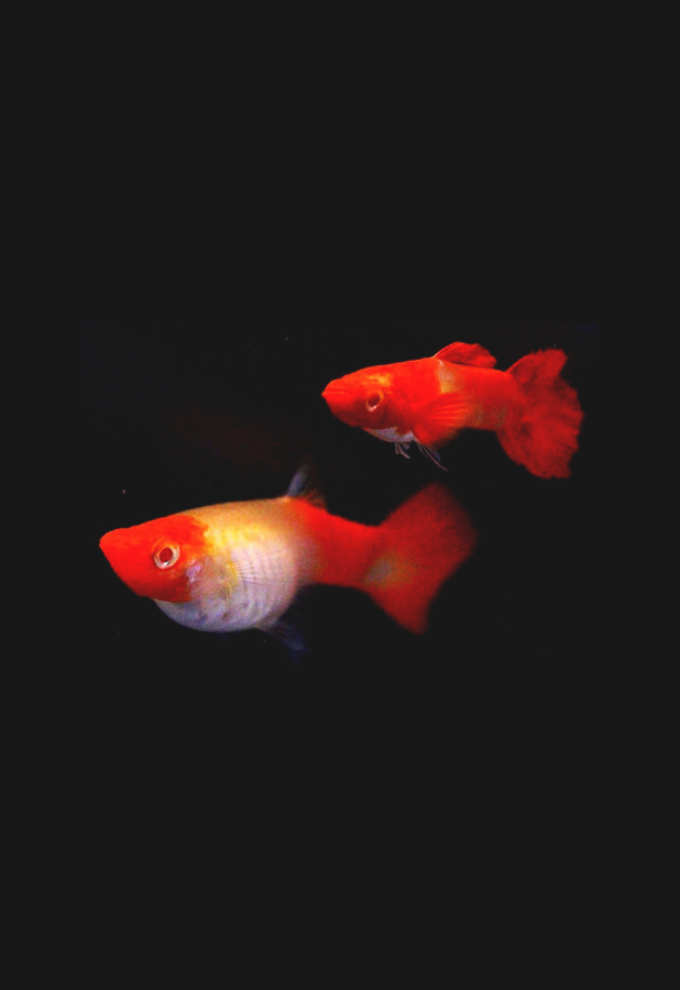 hvnhv.png Red Koi Red Ear Guppy (Pair) - Image 1