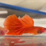Albino Full Red Glassbelly Guppy Pair