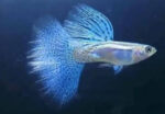 Blue Grass Guppy Pair - Image 2
