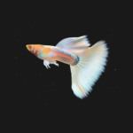Albino full Platinum Guppy (Pair)