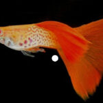 Albino Red Lace pair