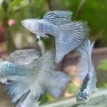 Silver Lace Guppy Pair