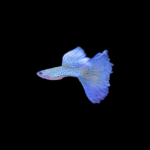 Blue Lace Guppy (Pair)