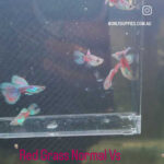 Red Grass Guppy (Pair) - Image 3