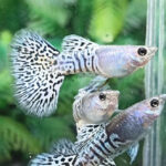Metal White Cobra Guppy Pair