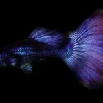Purple Moscow Guppy (Pair)