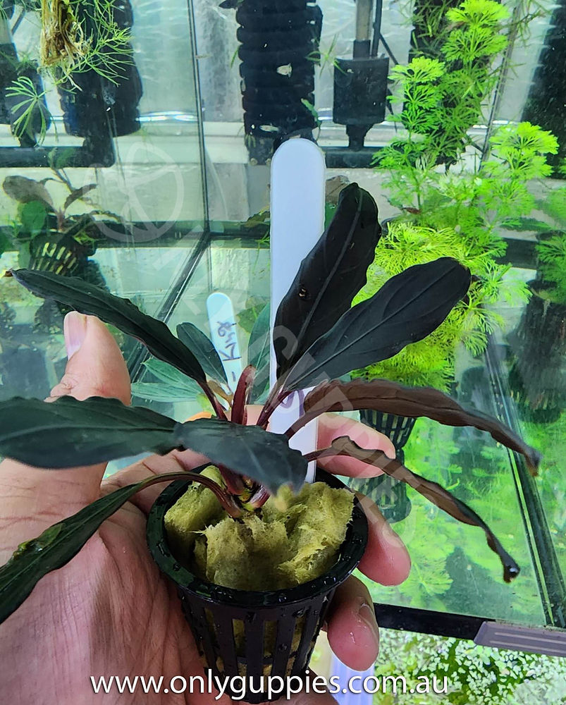 jksk.jpg Bucephalandra Skeleton King Narrow Plant Anubias-Like Buce - Image 1