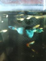 Green Emerald Moscow Dumbo (Pair) - Image 2