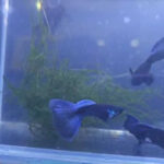 Blue Moscow Dumbo Ribbon Guppy - Image 2