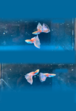 Red Grass Guppy (Pair) - Image 2