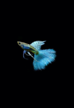 Blue Grass Guppy Pair