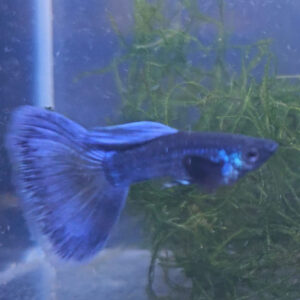 Blue Moscow Dumbo Ribbon Guppy