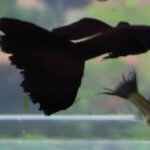 Super Black BDS Dumbo Ear Guppy Pair