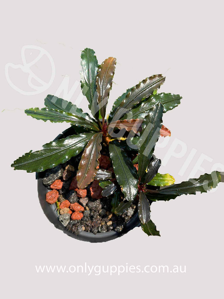 plss.jpg Bucephalandra Ghozilla Plant Anubias-Like Buce - Image 1