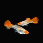 Albino Red Koi Guppy (Pair)