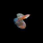 Red Grass Guppy (Pair)