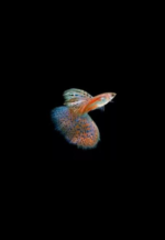 Red Grass Guppy (Pair)