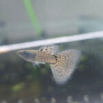 Metal White Grass SS Guppy