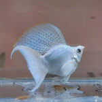 Platinum Dove Hifin Lyretail Molly