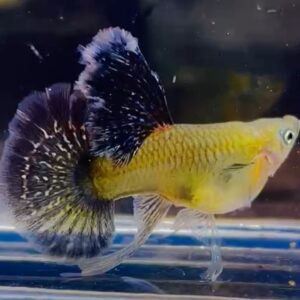 Red Drago SB Ribbon Guppy Pair(preorder)
